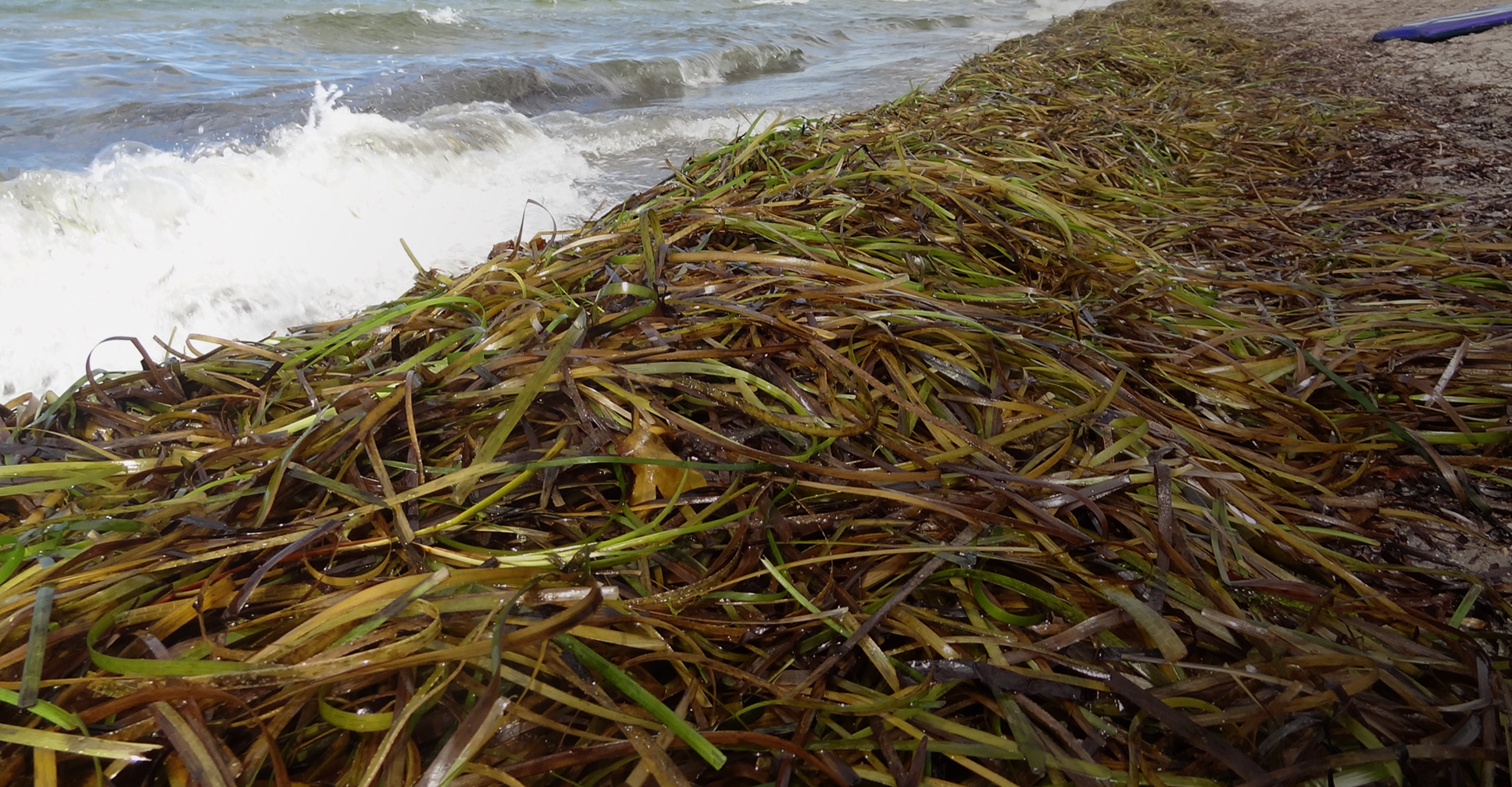 A seagrass on the sand.