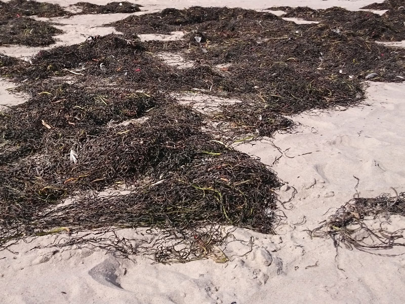 Seagrass on the sand.