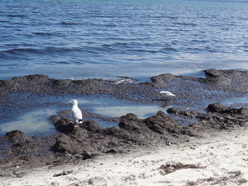 Seagulls on a beach.