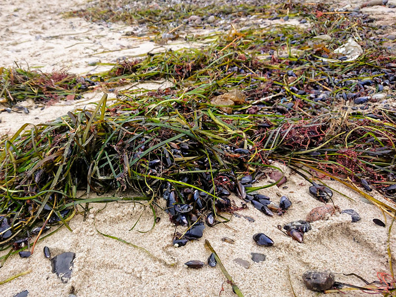 A seagras and dark shells on the sand.