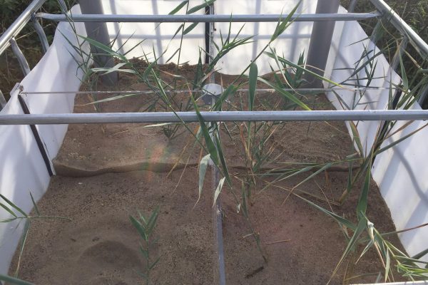 Cane growing in a box with sand.