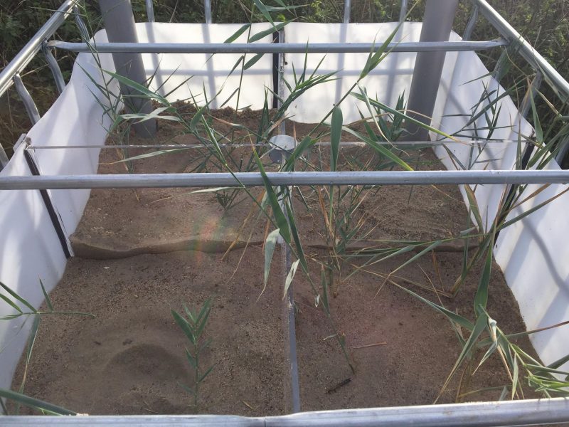 Cane growing in a box with sand.