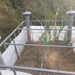 Cane growing in a box with sand.