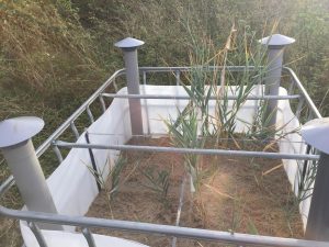 Cane growing in a box with sand.