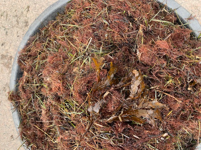 Picture 1: Beach-cast wrack deposits from Wikegård, Öland, (April, 2020), Photo by Prof. William Hogland